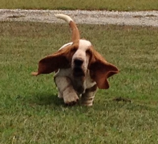 basset hound puppy near me