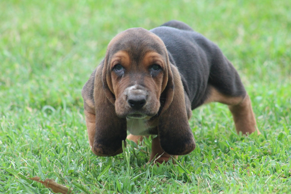 HUFF S HOUNDS AKC Basset Hound Puppies For Sale in Georgia American and European Basset Hound Puppies