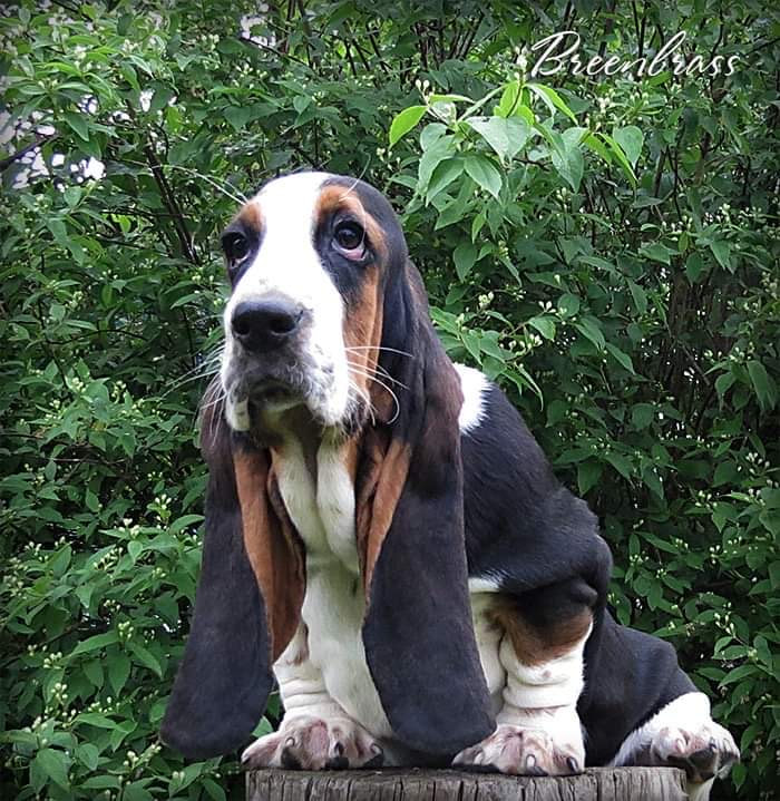 4 month old basset 2024 hound