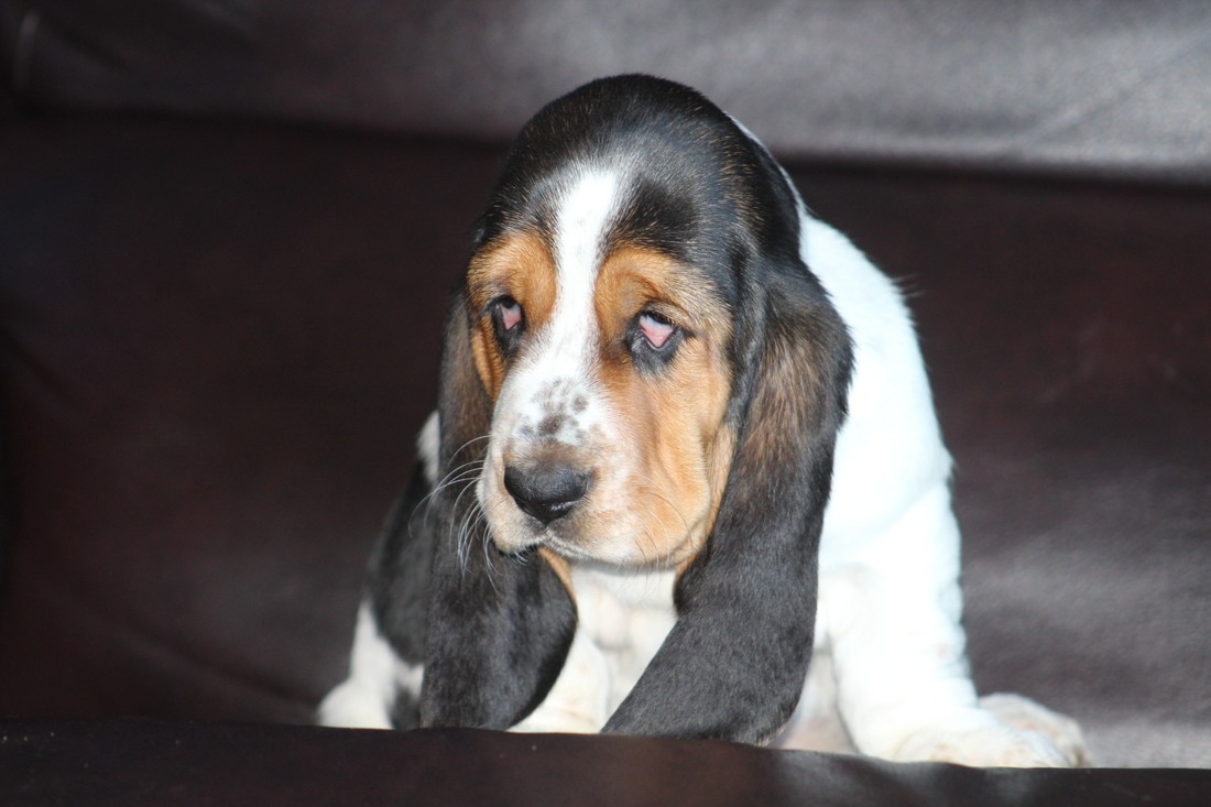 Tait S Bassets Homepage