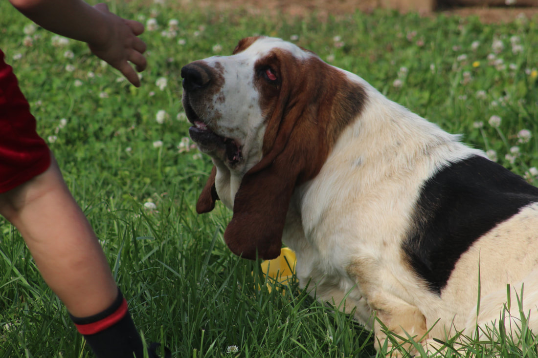 Giant hotsell basset hound