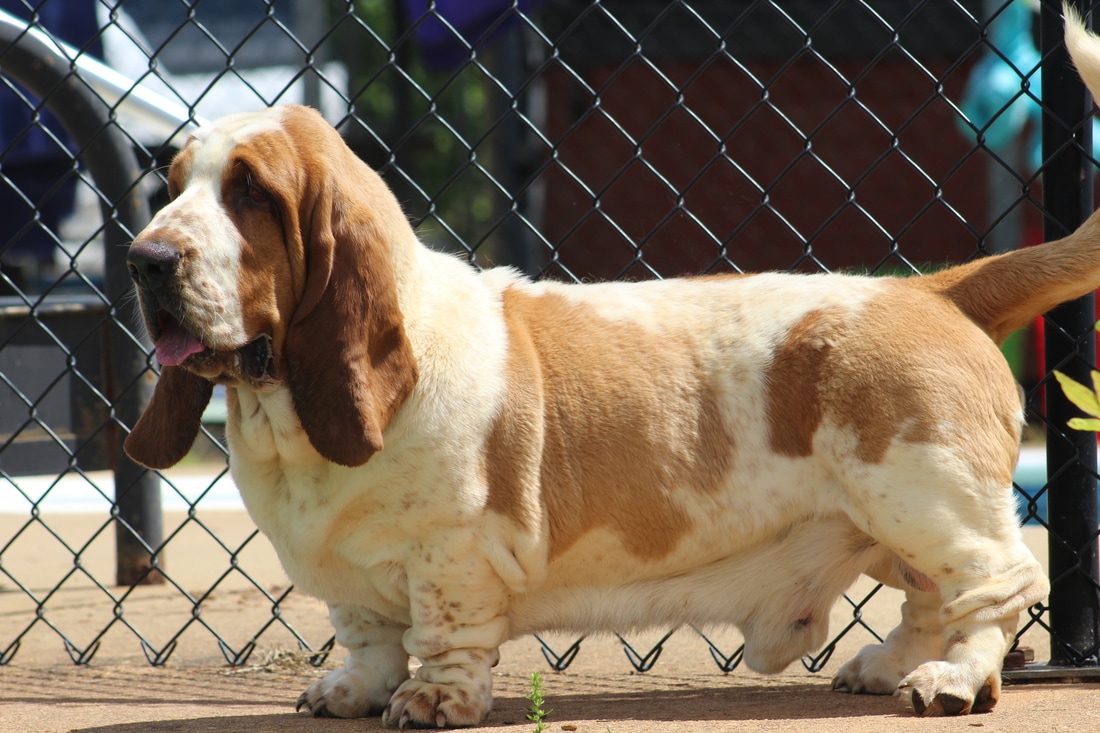 Brazilian shop basset hounds